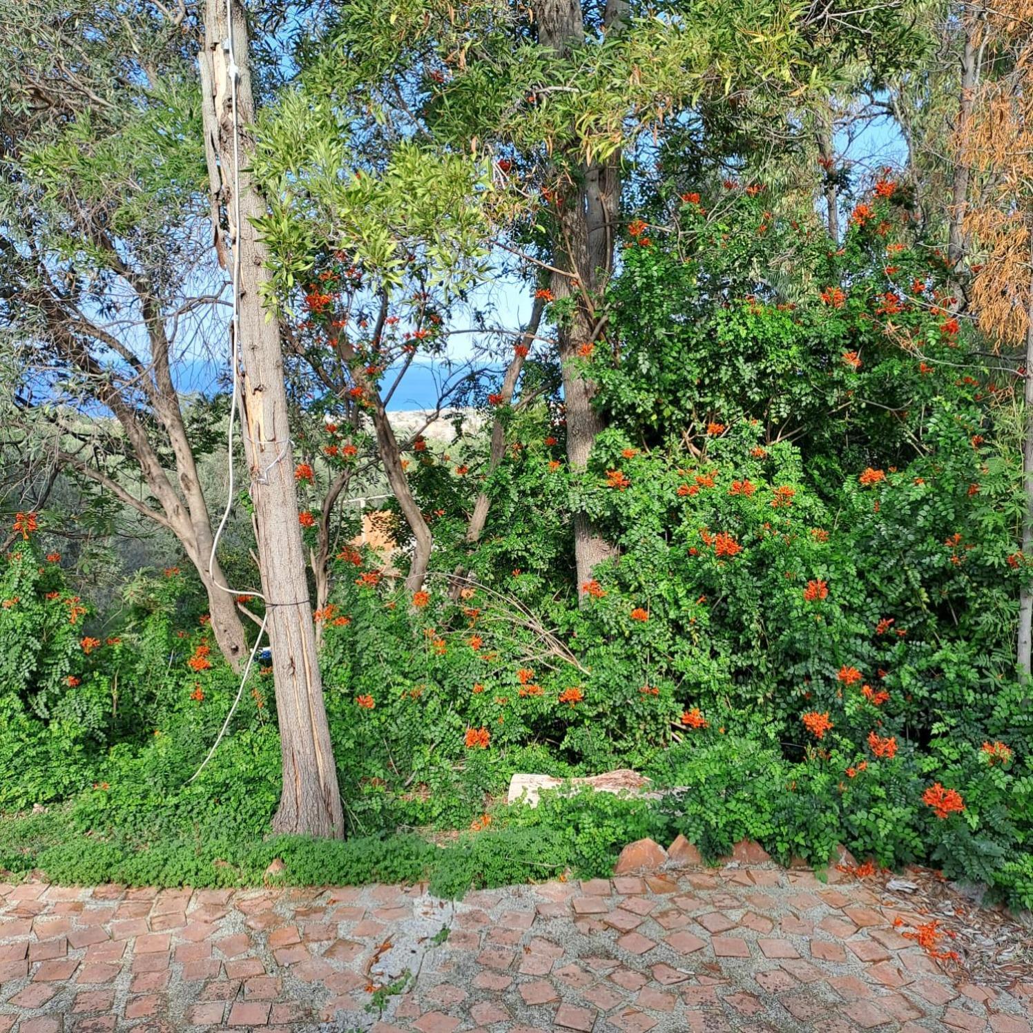 Villa Gatto Rometta Marea Eksteriør billede
