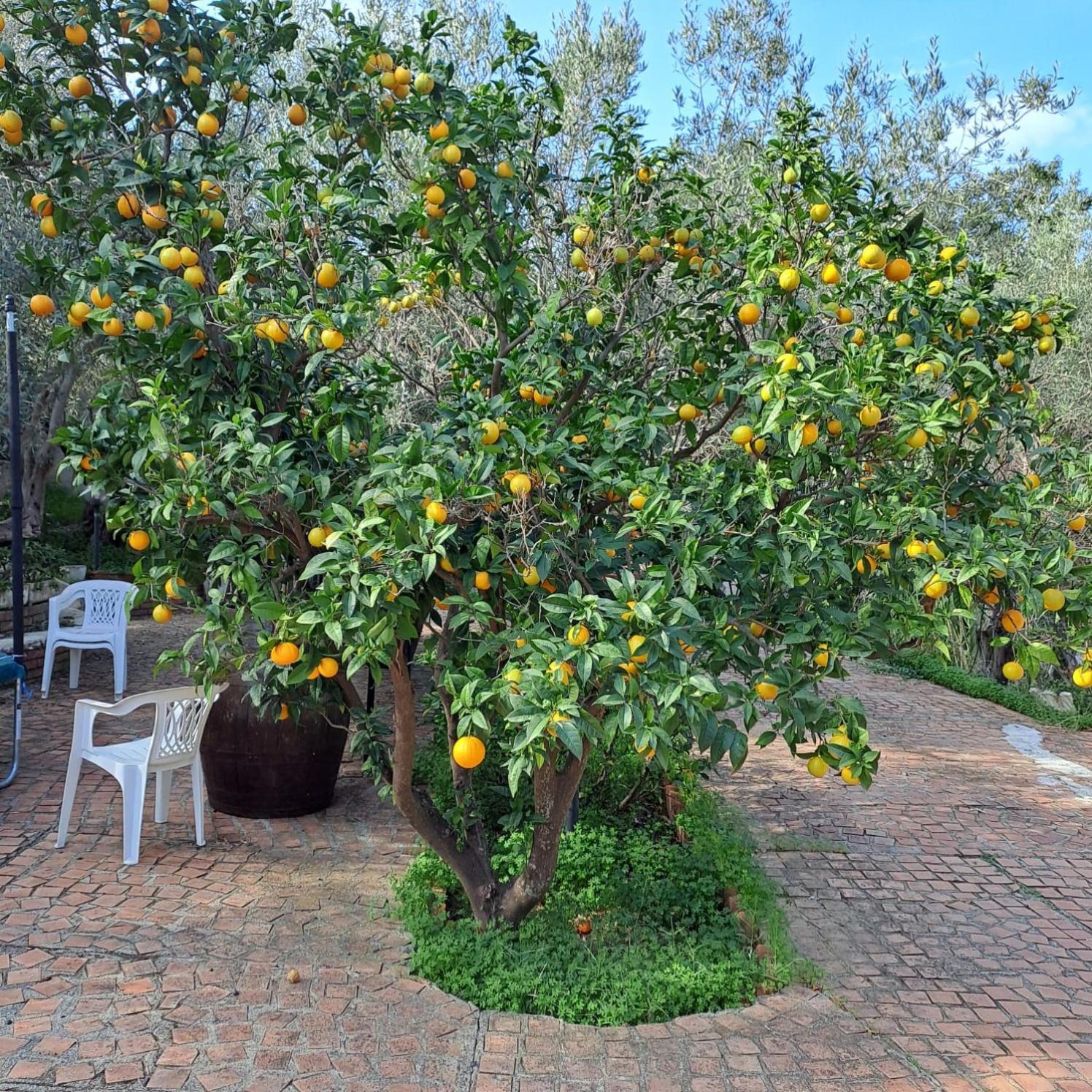 Villa Gatto Rometta Marea Eksteriør billede